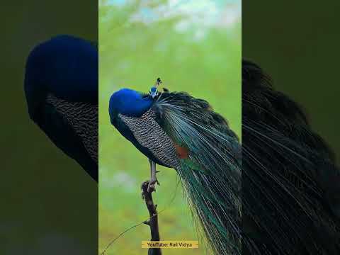 Parrot | Rail Vidya #parrot #parrotlover #parrotvideo