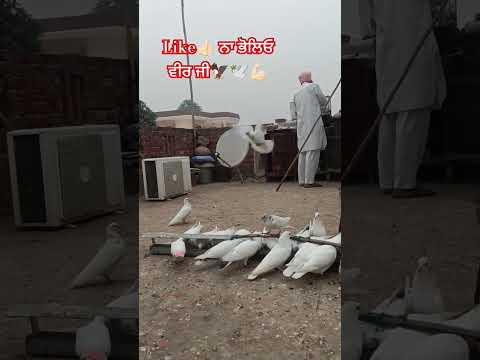 #pigeons#kabutarstatus#shorts#viralshort#kabutar#pigeonlover#kabutarbazi#trending#youtube#kabuter