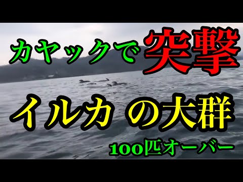 カヤックフィッシングイルカの大群に突撃！！