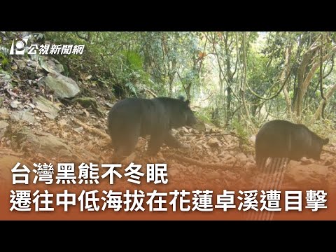 台灣黑熊不冬眠 遷往中低海拔在花蓮卓溪遭目擊｜20241224 公視中晝新聞