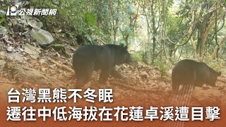 台灣黑熊不冬眠 遷往中低海拔在花蓮卓溪遭目擊｜20241224 公視中晝新聞