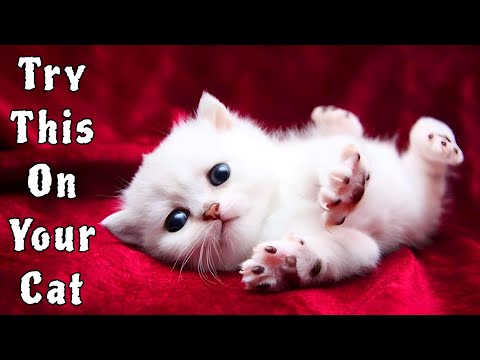 Cat Sounds to attract Cats 🐈🐾 | Cat Sound | Cat Voice