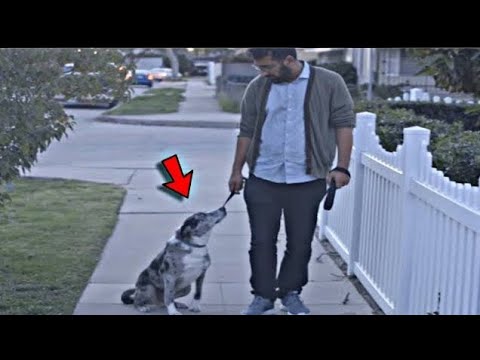 He Adopted an Old Dog From a Shelter During Their Walk, Something Happened That ChangedTheir Lives!