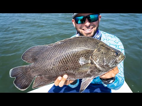 TripleTail Catch & Cook - Is it the BEST Tasting Fish??