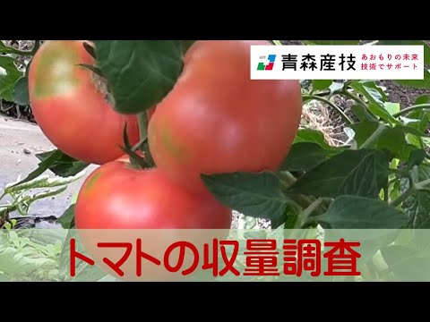 トマトの収量調査AS12【農林総合研究所】