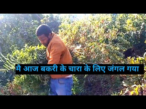 Aaj mai jungle gaya goat ke bhojan ke liye / jungle se hare patte lana