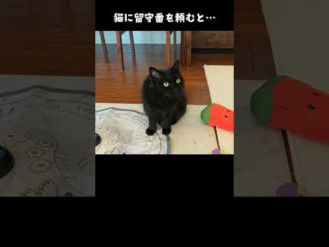 寂しがり屋の猫に留守番を頼むとこうなる