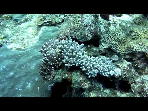 Magic Corals in SavuSavu, Fiji