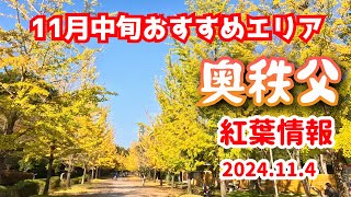 【秩父市 紅葉情報】2024 11月中旬 紅葉ドライブ おすすめエリアはココ！#埼玉県 #秩父市 #紅葉2024