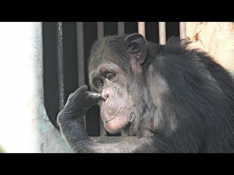 This will be recorded as a good example of long-term feeding behavior. 　Asa Zoo Chimpanzee 202411