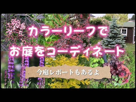 カラーリーフでお庭をコーディネート　＆　今庭レポート5月16日