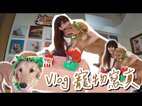 Vlog｜丹丹新養的黃金獵犬！來拍寫真囉！有夠可愛 ft.poponi studio #台南 #寫真