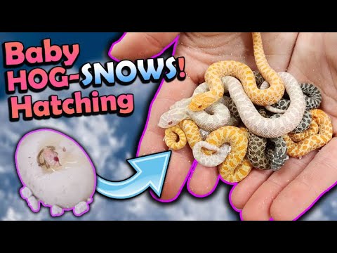 Baby SNOW Hognose Snakes Hatching!!