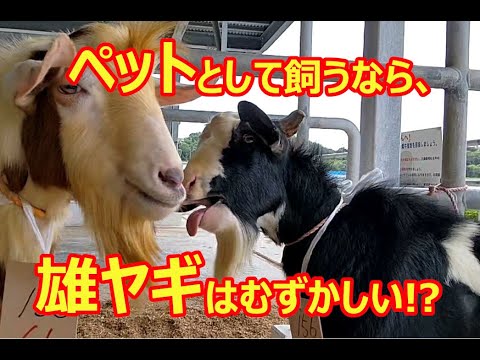 ペットとして飼うなら、雄ヤギはお勧めできない理由