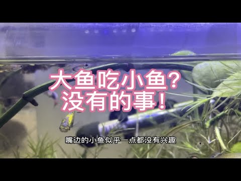 为什么9块9买的孔雀鱼能够生出满满一缸鱼？