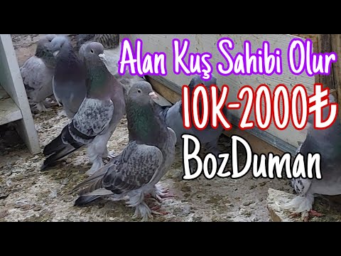 Alan Kuş Sahibi Olur.