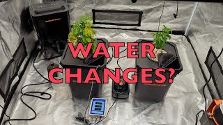 DWC Water Change In the New Hydroponic System | If your Plants Look Like Crap Do This. Spider Farmer