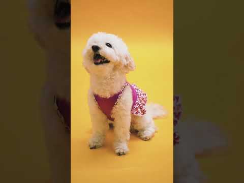 Dogs playing in garden/ cute dog short videos #shorts #dog #puppy