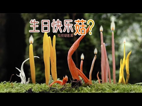 Wonderful! This kind of mushroom, which is 99% similar to birthday candles, can be eaten-the genus