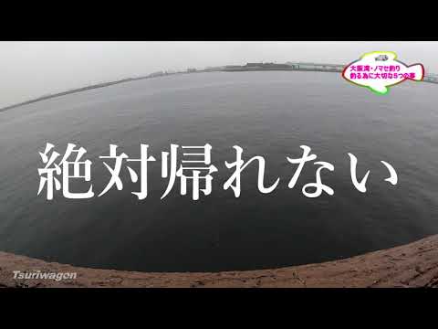 この5つを意識すれば青物が釣れる！ #ノマセ釣り #泳がせ釣り