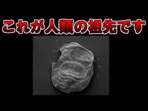 【ゆっくり解説】全人類の祖先といわれる謎の生物を解説します。