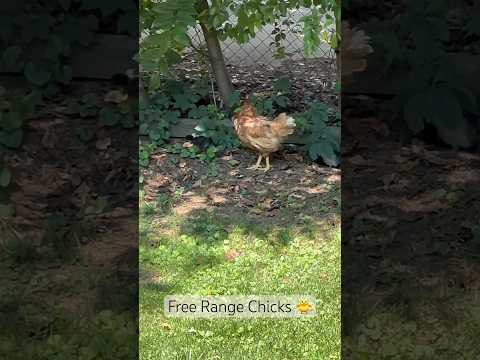 Free Range Chicks 🐥 #chicks #urbanfarm #backyardchickens #raisingchickens #youtubeshorts