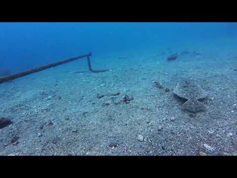 【ダイビング】ヒラメと一緒に浮力練習🐠