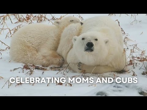 Celebrating Moms and Cubs | Tundra Connections