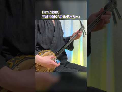 【和楽器】ボルテッカーを三線で弾いてみた【耳コピ速報】 / Volt Tackle Sanshin Cover #shorts