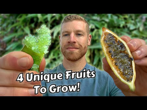 Growing & Tasting Some Of My Favourite Unusual Fruits