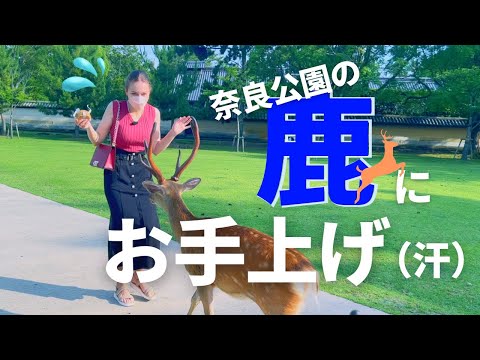 【奈良外国人女子旅】初めて鹿さんに鹿せんべいをあげたら・・・