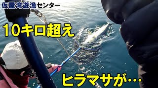 【海上釣堀】10キロオーバーヒラマサ降臨…（仮屋湾遊漁センター）