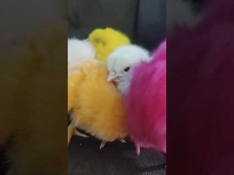 Rainbow Chicks - Chicks Sound - Chicks Chirping #birds #wildlife #shorts