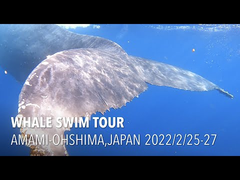 【奄美大島】大サービスのパフォーマンス！ザトウクジラとホエールスイム