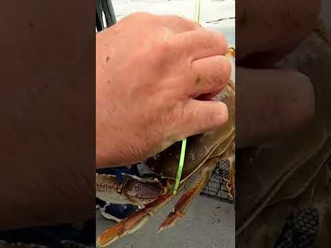 #dungenesscrab #oregon #saltwater #crabbing #oregoncoast #bay #newport #viralvideo