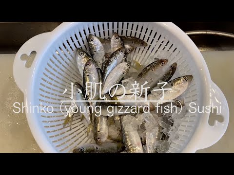 小肌の新子を仕入れました！握り寿司になるまでを紹介　How to make Kohada(gizzard shad) Sushi