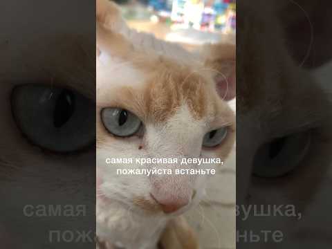 отправляй самой красивой🥰#shorts #bestvideo #ileocat #fun #subscribe #врек #cat #cute #2024 #котики