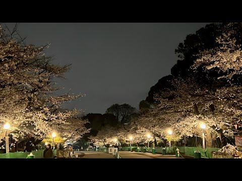 【牡丹と夜桜】第二夜、上野公園