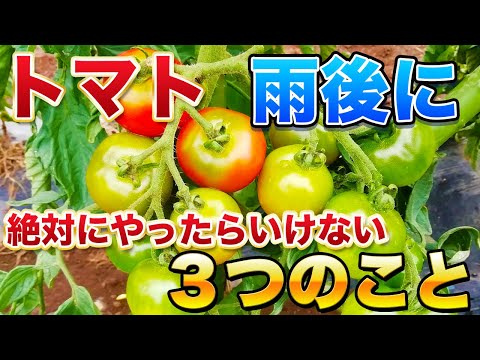 【トマト栽培】大雨後に注意しなければいけない３つのこと！トマトが割れを防ぎます！