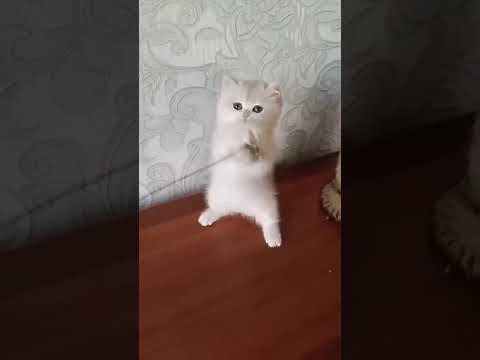 Cats Doing Cat Things #funny #cutecat