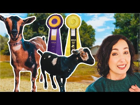 Our FIRST goat show! (and OMG we won!)