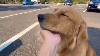 愛犬と登山 眠たそうな顔がかわいいゴールデンレトリバー