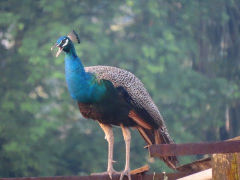 Peacocks on the roof - early morning.