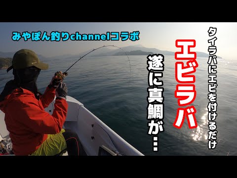 【天草ミニボート釣行】タイラバにエビを付けるだけで真鯛が…#みやぽん釣りchannel#アスボヤ33#エビラバ