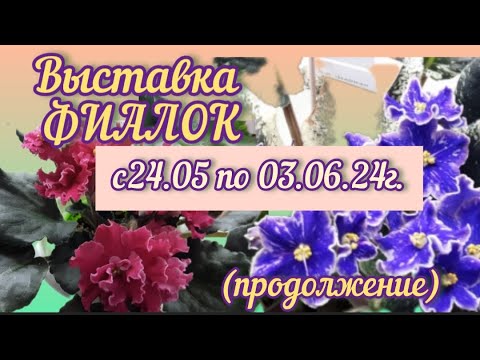 Выставка ФИАЛОК. ч. 2 "Здравствуй, лето-2024"  с 24.05 по 03.06.24  #выставкафиалок  #новинкифиалок