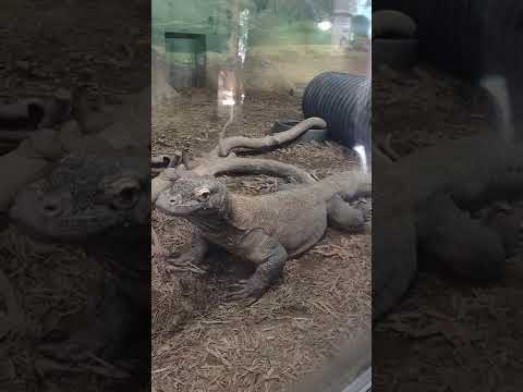 11/26 komodo dragon (and tortoises)