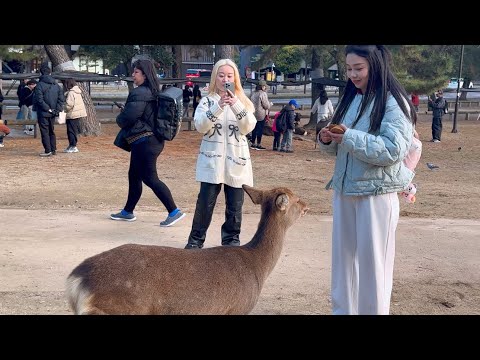 美しい鹿に魅力を感じる外国人観光客🫎奈良公園