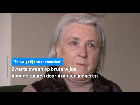 🤬 WIE DOET ZOIETS?! Zwaan op brute wijze doodgeknepen door dronken jongeren... | Hart van Nederland