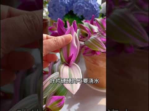 【蓝胖小花匠🎏】小白入门级：油画婚礼吊兰养护方法～下个视频分享养护过程中遇见的各种问题和解决方法～ #爱生活爱养花 #养花小知识 #油画婚礼吊兰 #我的阳台小花园 #花卉绿植