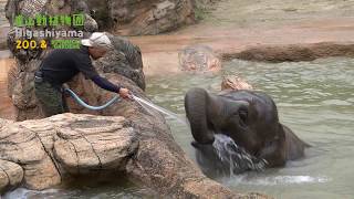 【東山動植物園公式】アジアゾウ：さくらの水浴び 《 アジアゾウ　ゾウ 》